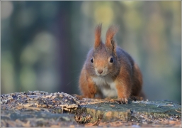 <p>VEVERKA OBECNÁ (Sciurus vulgaris) /Red squirrel - Eichhörnchen/</p>